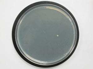 涂有抗菌涂料的表面可抵抗细菌生长