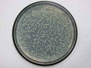 未经抗菌处理的地板表面