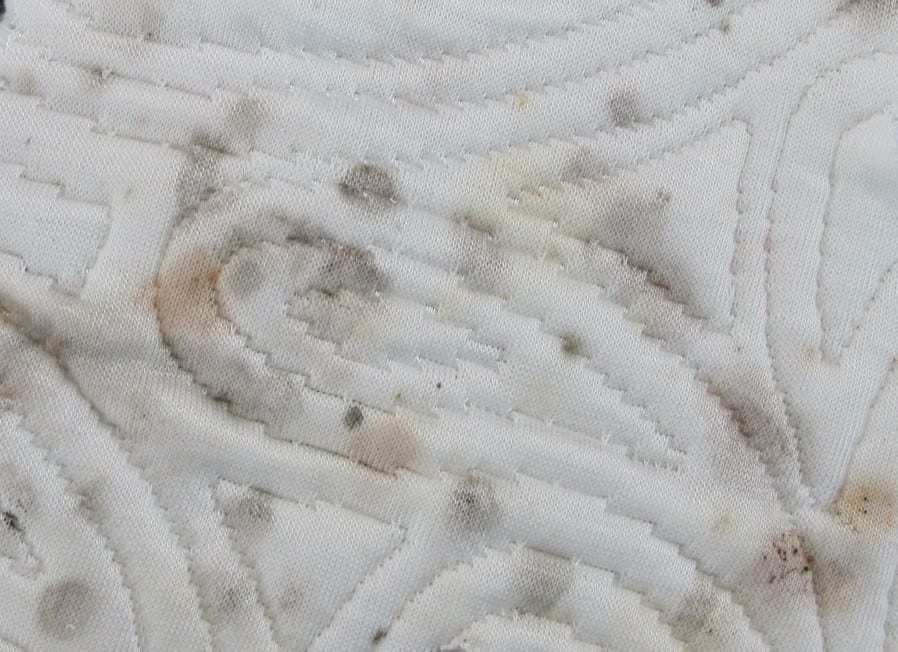 床垫上的霉菌