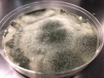 霉菌 (Mold) 呈毛状