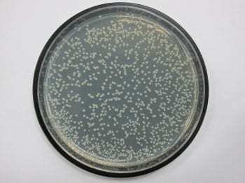 从未经处理的海绵中发现的细菌