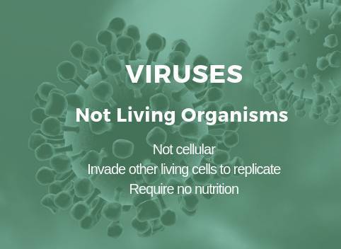 病毒被认为是微生物